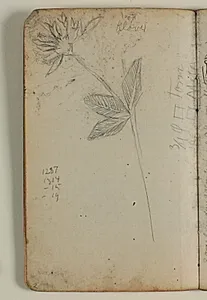 Studie af rødkløver, samt notater by Niels Larsen Stevns