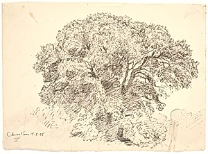 Studie af træer. Classens Have by Joakim Skovgaard