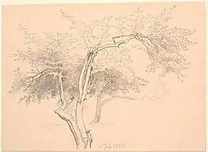 Studie af trætoppe. by P.C. Skovgaard