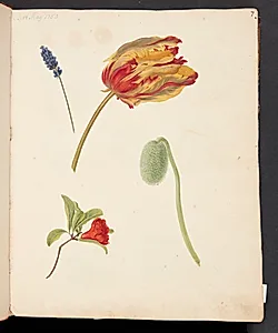 Studie af tulipan og andre blomster