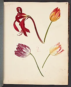 Studie af tulipaner