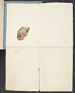 Studie af ugle by Johanna Fosie