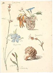 Studieblad med blomster og planter by Johan Thomas Lundbye