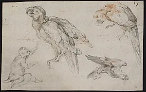 Studieblad med papegøjer og abe by Frans Snijders