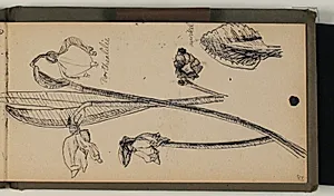 Studier af blomster, bl.a. Dorthealilje, med artsangivelser by Niels Larsen Stevns