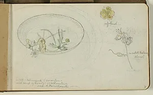 Studier af blomster by Niels Larsen Stevns