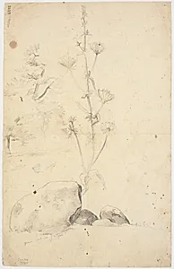 Studier af blomster, træer o.a. by Dankvart Dreyer
