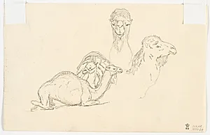 Studier af dromedarer by Martinus Rørbye