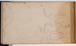 Studier af en rotte og to frøer by Niels Larsen Stevns