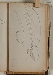 Studier af fasaner by Niels Larsen Stevns