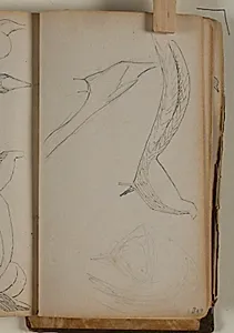 Studier af fasaner by Niels Larsen Stevns