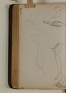 Studier af fasaner by Niels Larsen Stevns