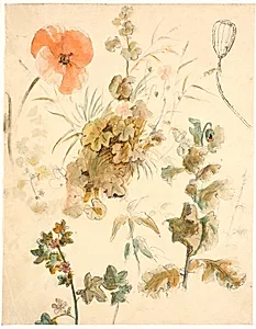 Studier af forskellige blomster, bl.a. valmuer