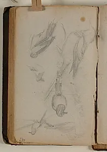 Studier af forskellige fuglearter by Niels Larsen Stevns