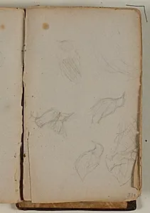Studier af forskellige fuglearter by Niels Larsen Stevns