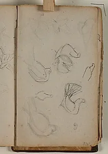 Studier af forskellige fuglearter by Niels Larsen Stevns