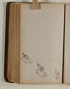 Studier af fugle by Niels Larsen Stevns