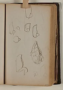 Studier af fugle by Niels Larsen Stevns
