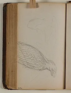 Studier af ørn og høne by Niels Larsen Stevns