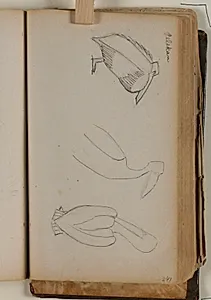 Studier af pelikan by Niels Larsen Stevns