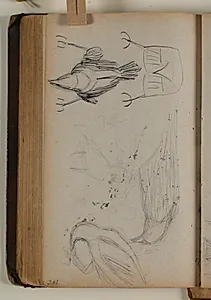 Studier af råger eller ravne by Niels Larsen Stevns