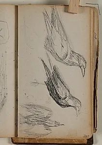 Studier af råger eller ravne by Niels Larsen Stevns
