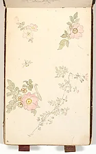 Studier af roser og af en rosengren by P.C. Skovgaard