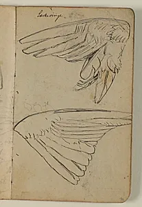 Studier af to fuglevinger by Niels Larsen Stevns