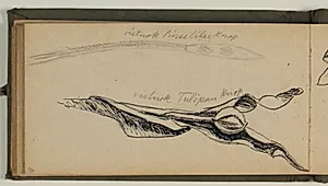 Studier af tulipan knopper med artsangivelse by Niels Larsen Stevns