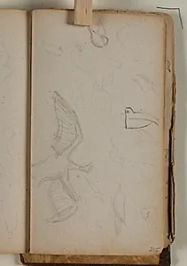Studier over forskellige fuglearter by Niels Larsen Stevns