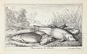 Suder (Tinca piscis) by Albert Flamen