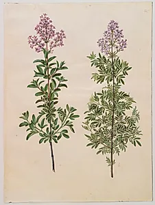 Syringa ×laciniata (fliget syren) by Hans Simon Holtzbecker