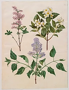 Syringa ×persica (persisk syren); Philadelphus coronarius (vellugtende pibeved); Syringa vulgaris (almindelig syren) by Hans Simon Holtzbecker