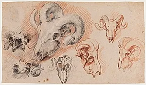 Syv studier af et kranie fra en buk by Willem Panneels