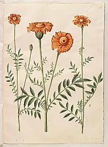 Tagetes patula (udspærret fløjlsblomst) by Hans Simon Holtzbecker