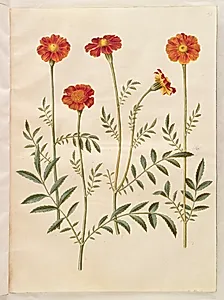 Tagetes patula (udspærret fløjlsblomst) by Hans Simon Holtzbecker