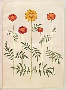 Tagetes patula (udspærret fløjlsblomst) by Hans Simon Holtzbecker