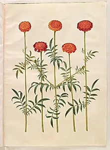 Tagetes patula (udspærret fløjlsblomst) by Hans Simon Holtzbecker