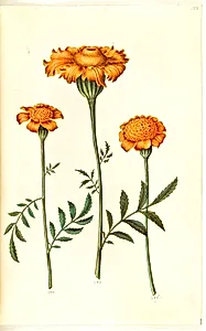 Tagetes patula (udspærret fløjlsblomst) by Hans Simon Holtzbecker