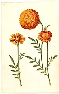 Tagetes patula (udspærret fløjlsblomst) by Hans Simon Holtzbecker