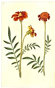Tagetes patula (udspærret fløjlsblomst) by Hans Simon Holtzbecker
