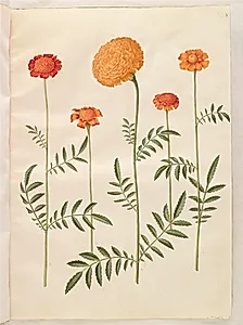 Tagetes patula (udspærret fløjlsblomst); Tagetes erecta (opret fløjlsblomst) by Hans Simon Holtzbecker