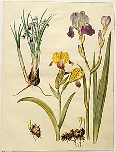 Titel: Iris persica (persisk iris); Iris variegata (broget iris); Iris ×sambucina (hylde-iris) by Hans Simon Holtzbecker