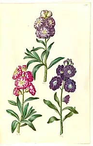 Titelblad. Blomsterkrans by Hans Simon Holtzbecker