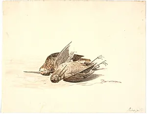 To døde bekkasiner by Martinus Rørbye