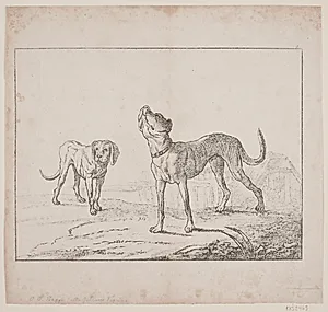 To hunde