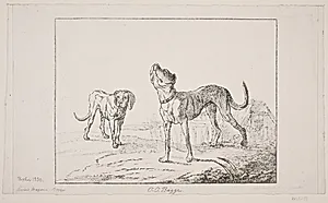 To hunde