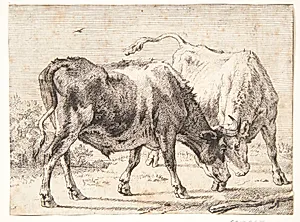 To kæmpende okser by Paulus Potter