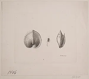 To konkylier og en flue by Vilhelm Kyhn