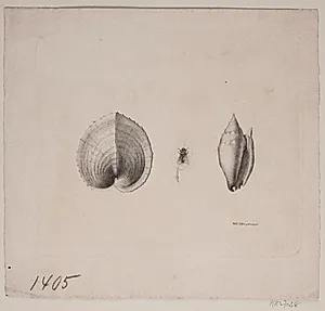 To konkylier og en flue by Vilhelm Kyhn
